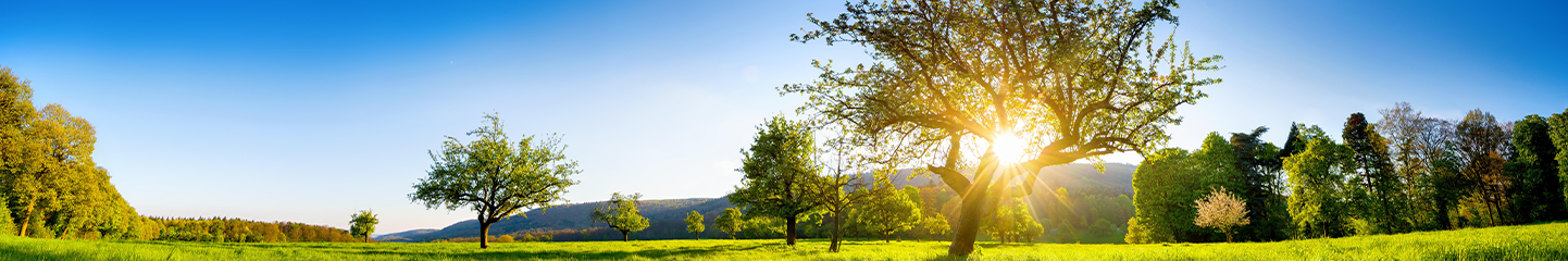 Raquette électrique